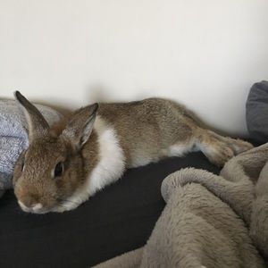 Meet your Posher, Cheeto!